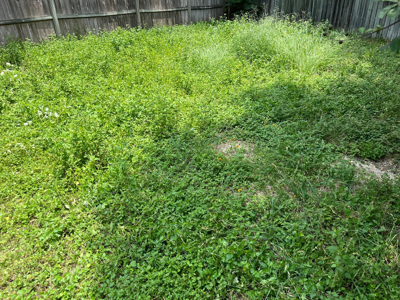 Fence Corner Cleanup before